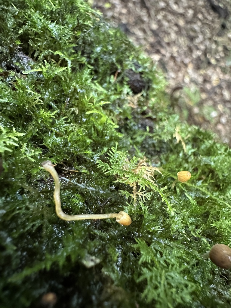 Galerina hypnorum · March 2025 · photo: © prossington (iNaturalist, cc-by)