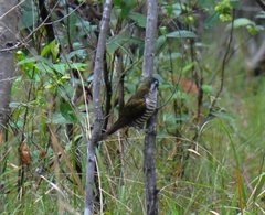 Chrysococcyx lucidus plagosus