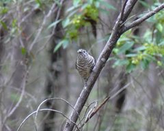 Chrysococcyx lucidus plagosus