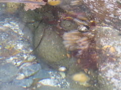 Clavelina
