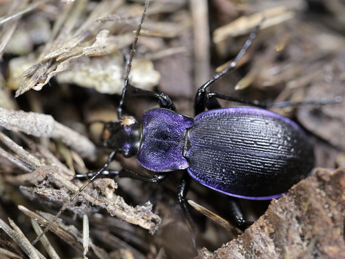 Rough Violet Ground Beetle