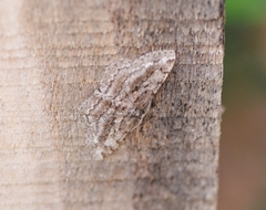 Hypomecis crassestrigata