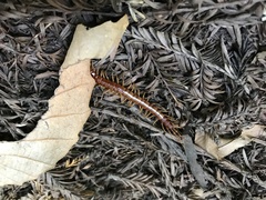 Scolopocryptops gracilis