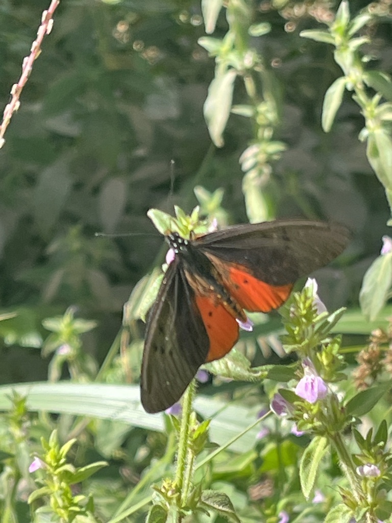 Acraea asboloplintha