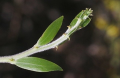 Acacia bivenosa
