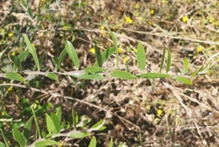 Acacia bivenosa