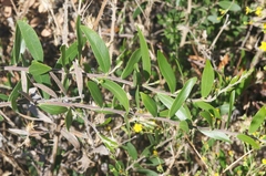 Acacia bivenosa