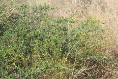 Acacia bivenosa