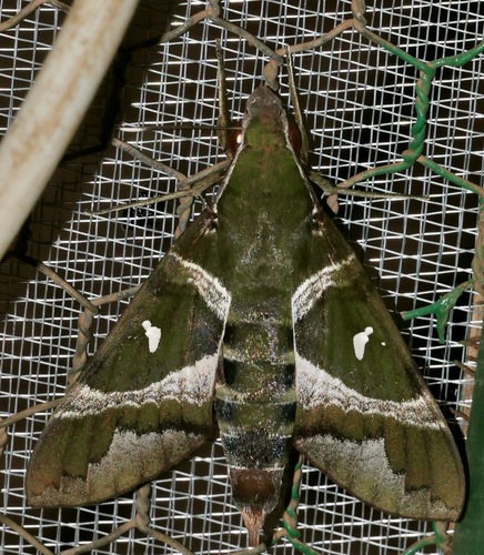 Silver-marked Nephele