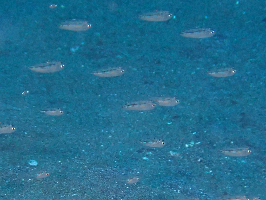 Elongate ponyfish (Equulites elongatus) — Leiognathidae
