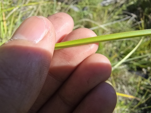 Image of Carex appressa by (c) Josh, some rights reserved (CC BY)