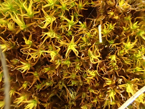 Image of Vinealobryum insulanum by (c) George Greiff, some rights reserved (CC BY)