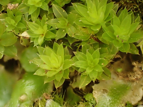 Don's Thread-moss (Ptychostomum donianum)