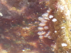 Clavelina