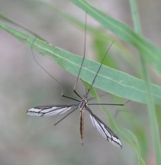 Ptilogyna gracilis gracilis