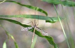 Ptilogyna gracilis gracilis