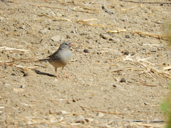 Rhopospina alaudina