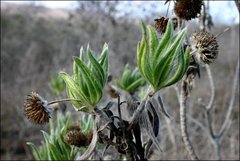 Scalesia villosa