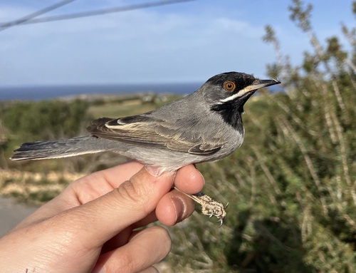 Rüppell's Warbler, photo 3 of 10