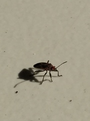 Pentatomomorpha