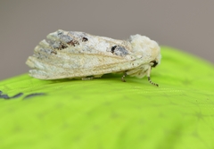 Phalera flavescens