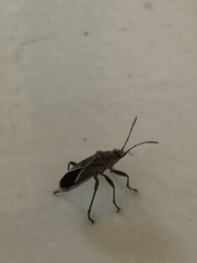 Pentatomomorpha