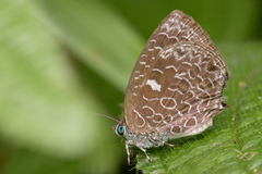 Arhopala ammon