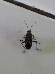 Pentatomomorpha
