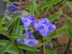 Scutellaria angustifolia