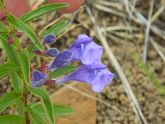 Scutellaria angustifolia