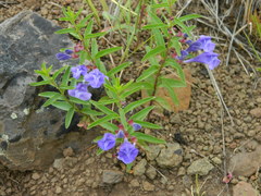 Scutellaria angustifolia