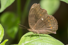 Junonia hedonia ida