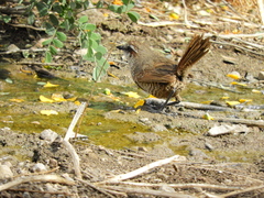 Scelorchilus albicollis