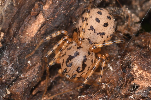 Common Spitting Spider photo 6