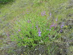 Penstemon venustus