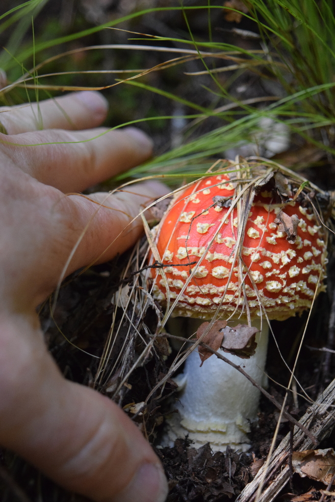 Amanita muscaria · March 2025 · photo: © davidwhyte (iNaturalist, cc-by-sa)