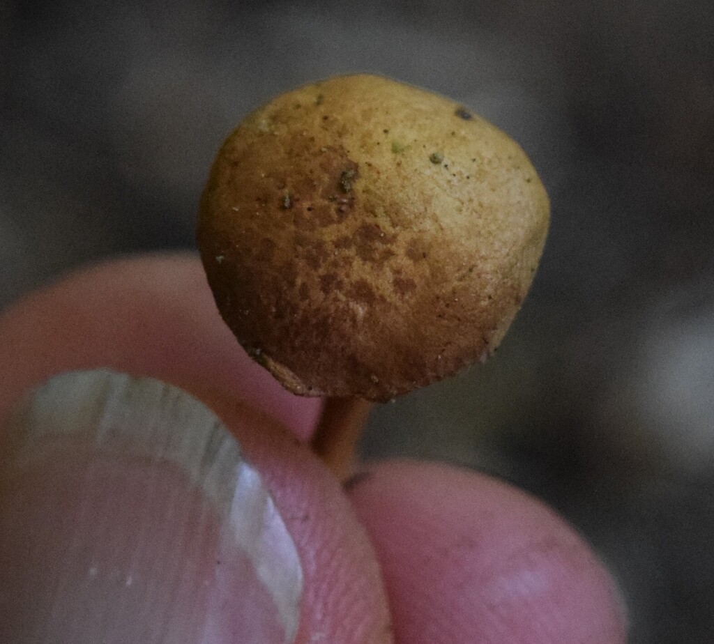 Chalciporus piperatus · March 2025 · photo: © davidwhyte (iNaturalist, cc-by-sa)