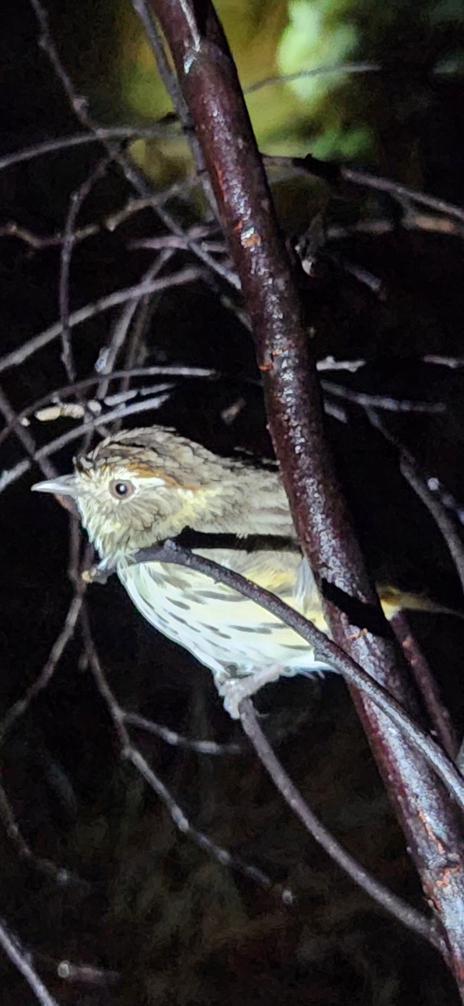 Speckled Warbler (Pyrrholaemus sagittatus), photo 10