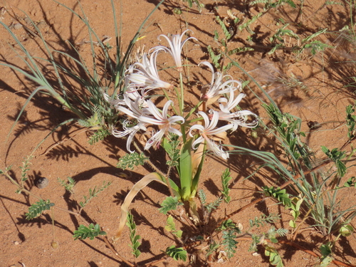 Nerine laticoma