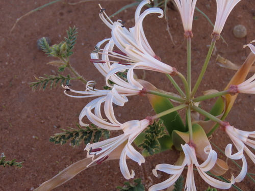 Image of Nerine laticoma by no rights reserved