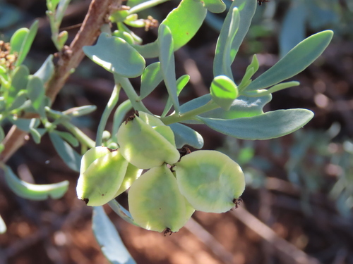 Image of Tetragonia schenckii by no rights reserved