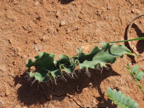 Dipcadi platyphyllum
