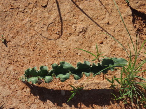 Dipcadi platyphyllum