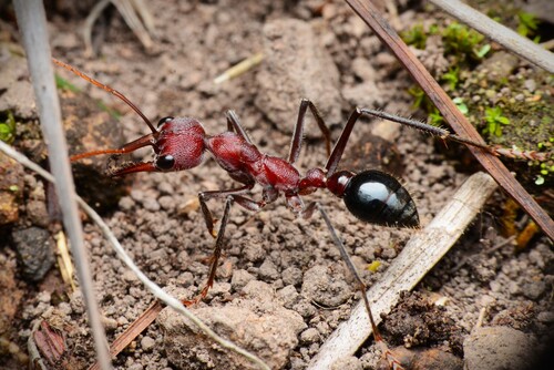 Photo of Australian Red Bull Ant (Myrmecia simillima)