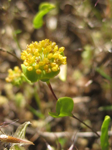 Dithyrostegia