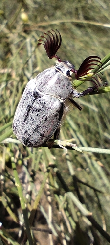 Melolontha baetica