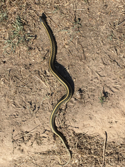 Thamnophis atratus