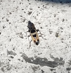Xanthochilus saturnius