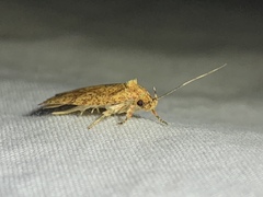 Agonopterix robiniella