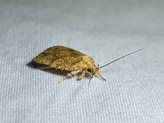 Agonopterix robiniella
